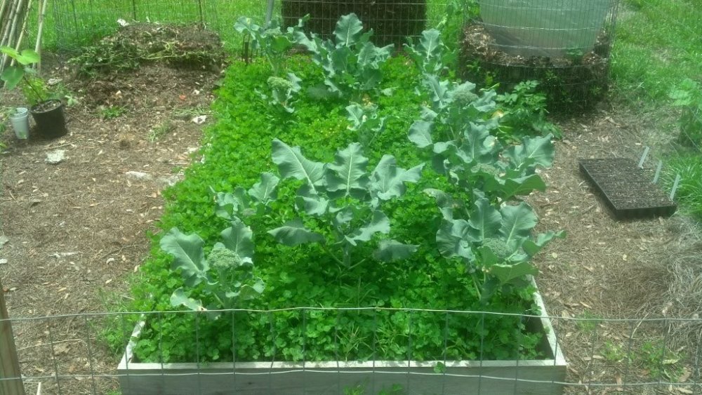 Tom Wootton Garden Interview