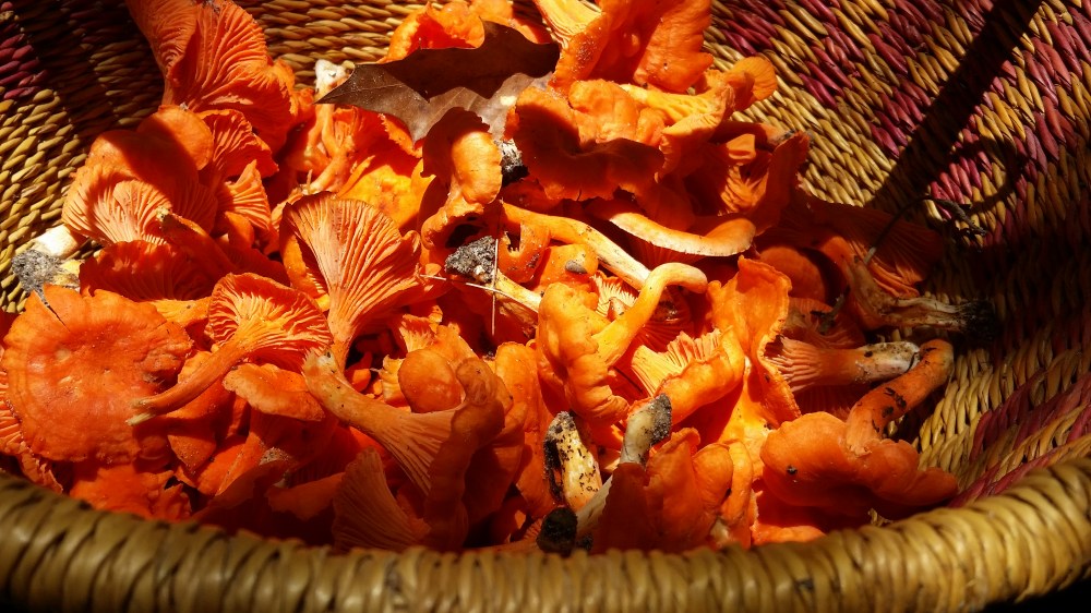 Chanterelles