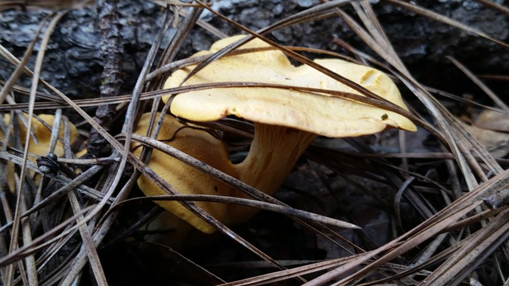 Chanterelles