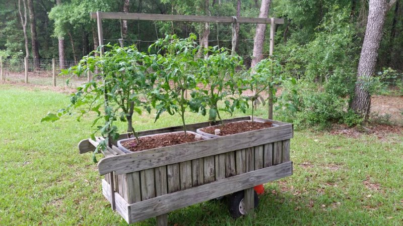 Tom Wootton Garden Interview