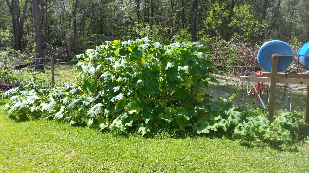 Tom Wootton Garden Interview