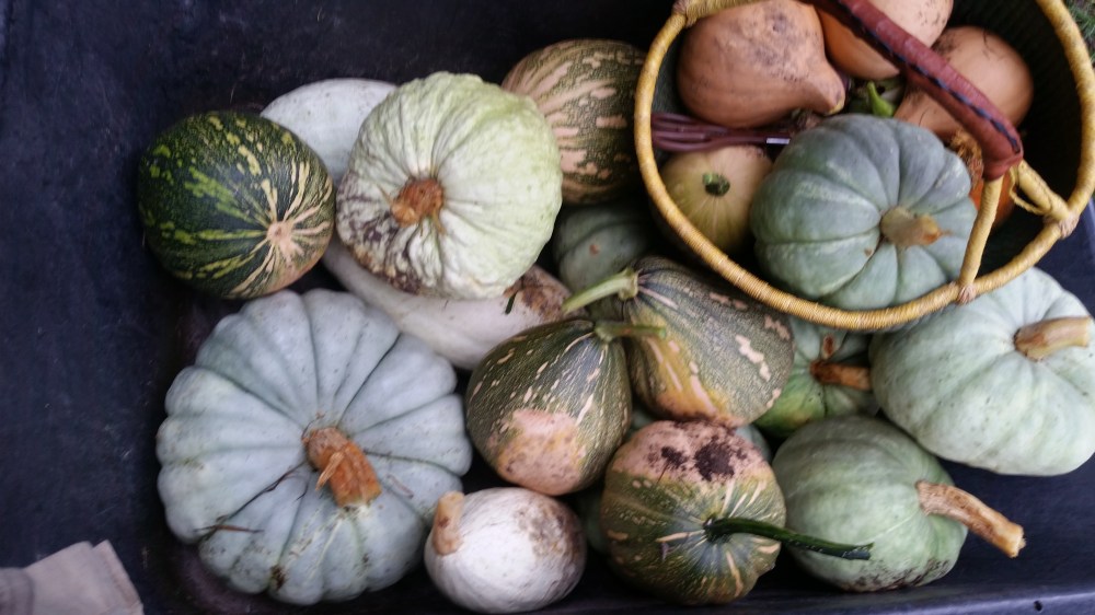 Pumpkin pie ice pops