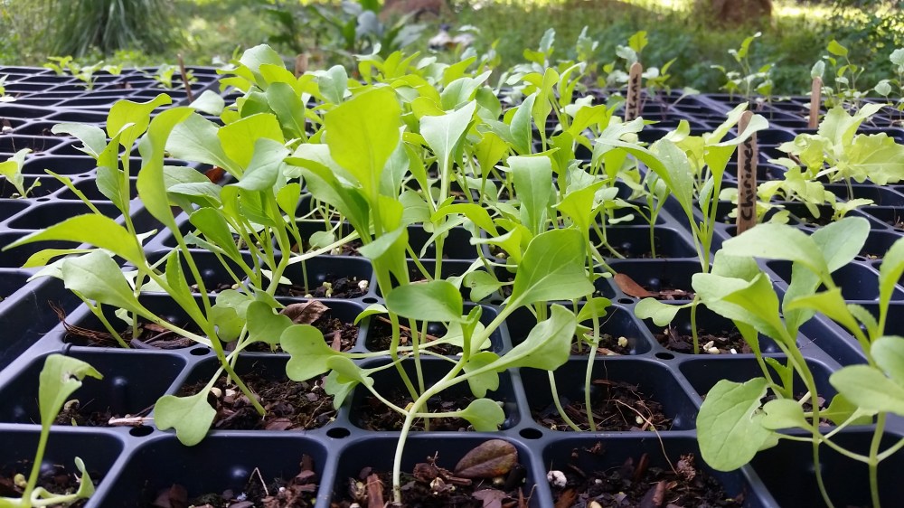 fall seedlings