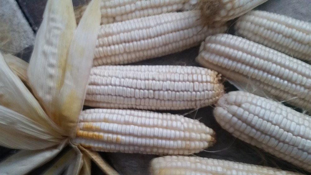 dent corn