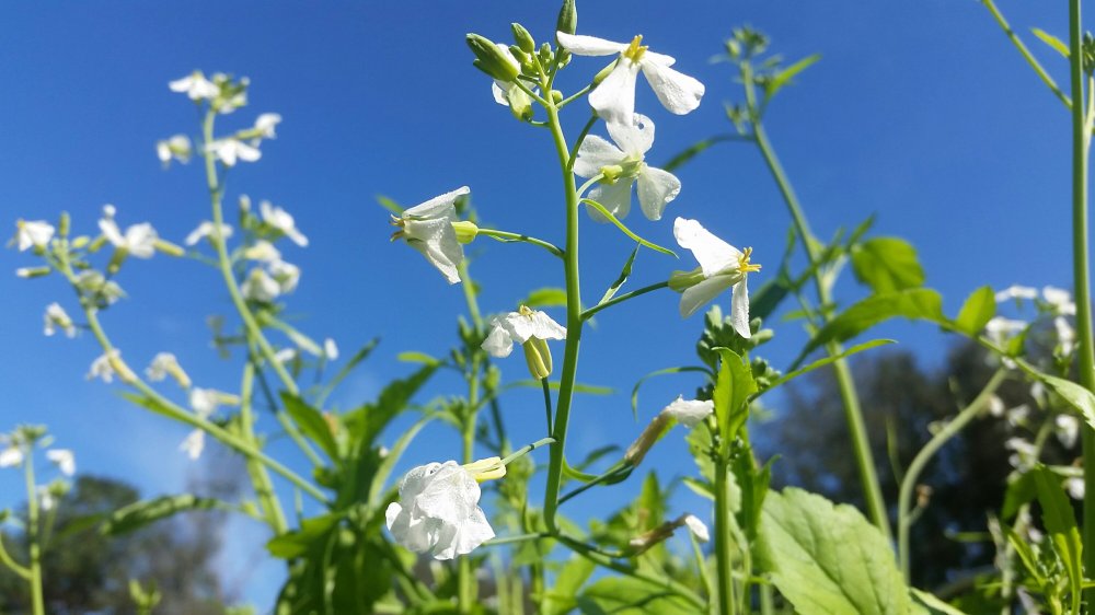 Radish flowers