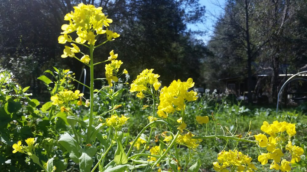Mustard flowers