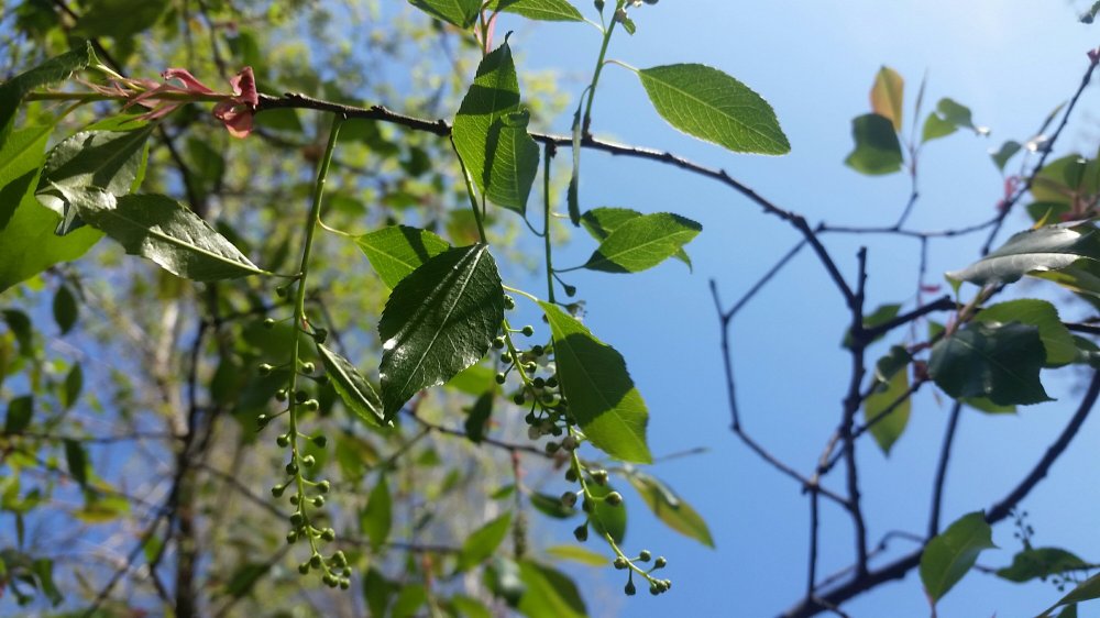 Black cherry flowers