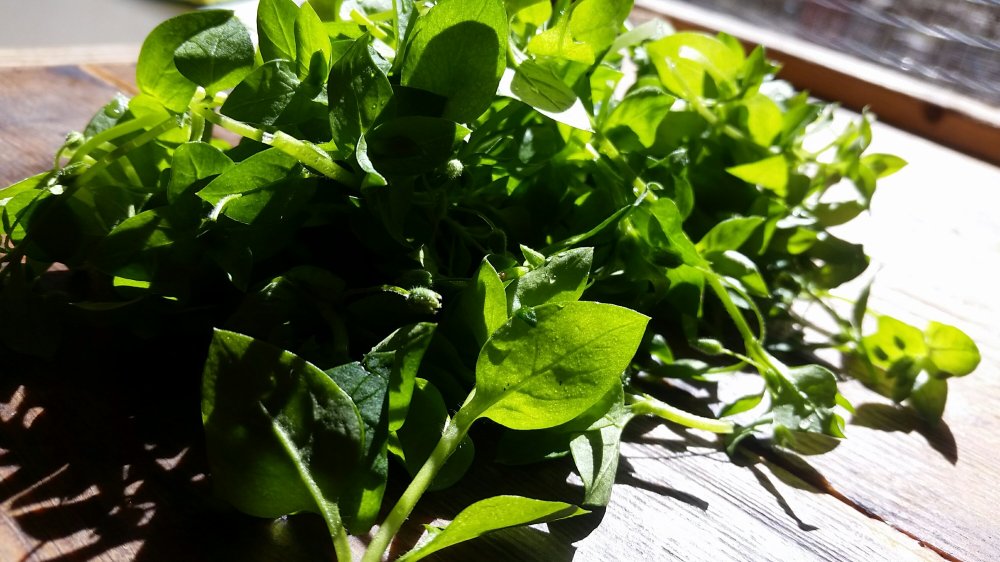 Fresh chickweed Chickweed salad 1