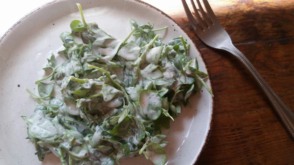 Chickweed salad Chickweed salad 4