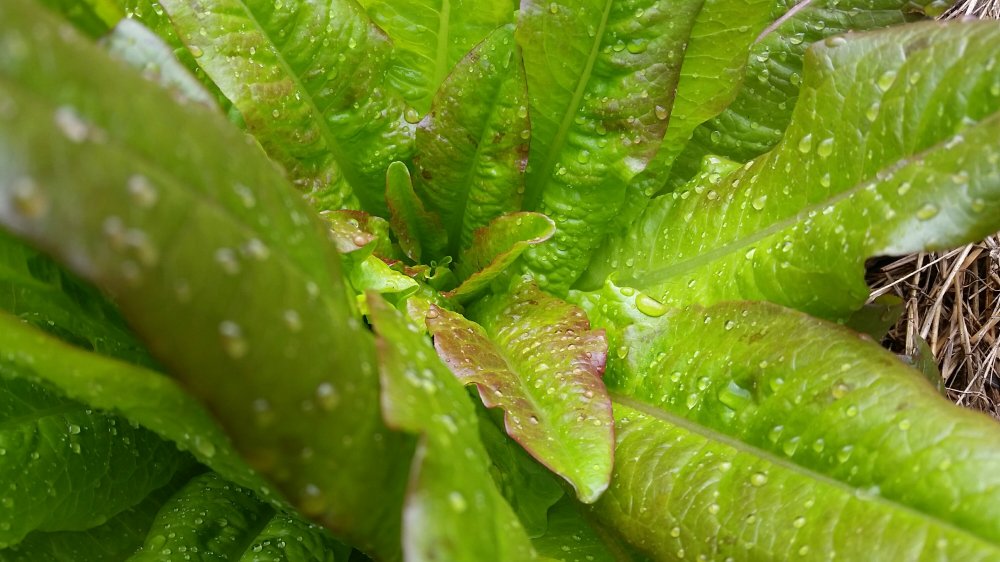 Ear of the Devil lettuce