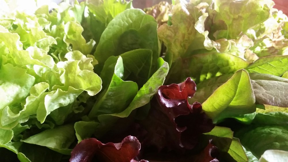Heirloom lettuce