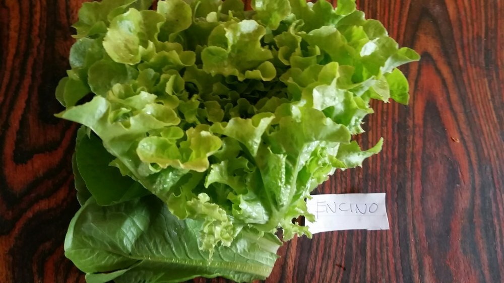 Encino lettuce