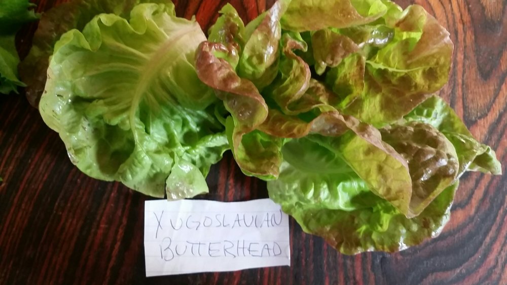 Yugoslavian red butterhead lettuce