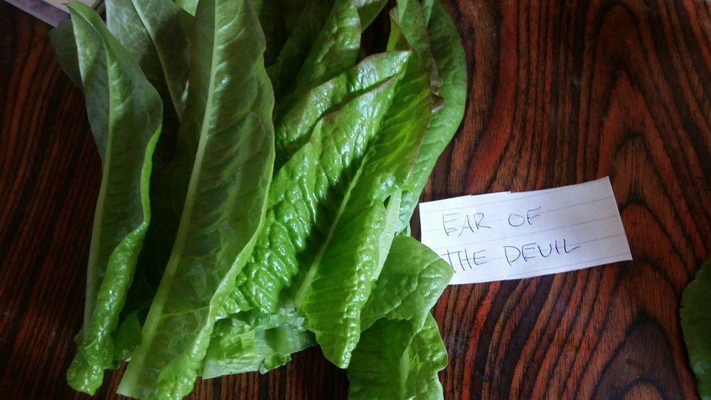 Ear of the Devil lettuce
