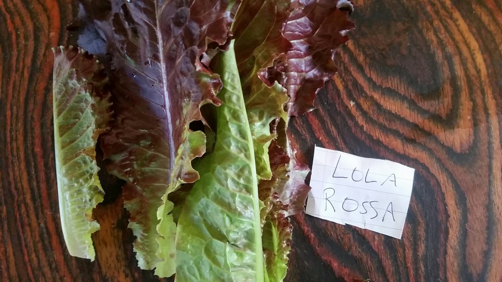 Lola Rosa lettuce