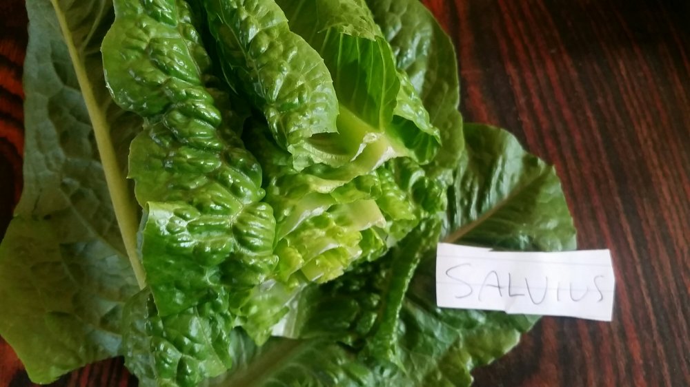 Salvius lettuce