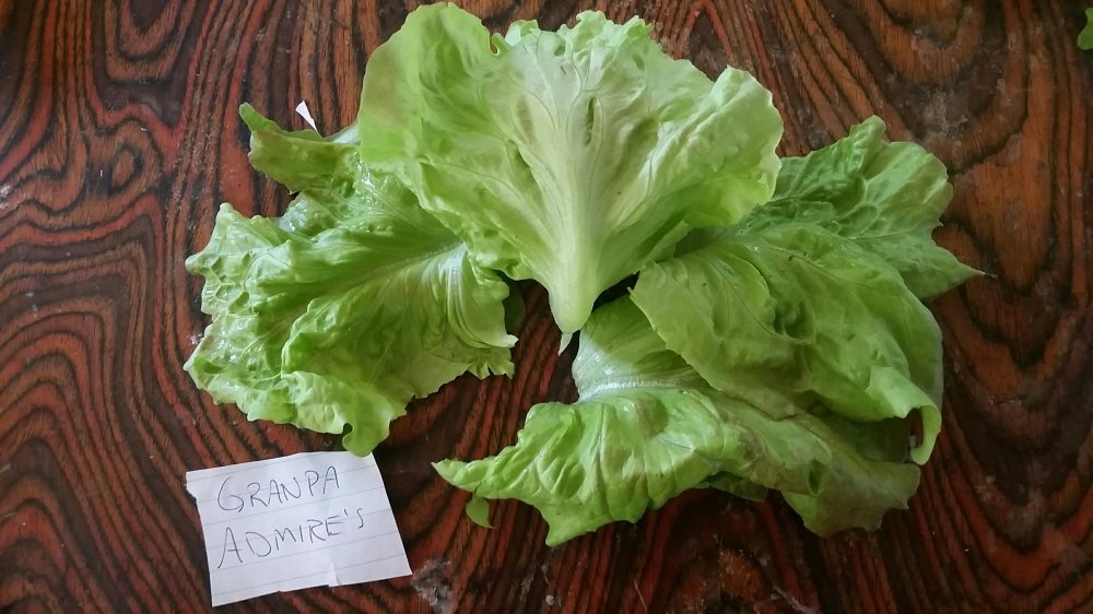 Granpa admire lettuce