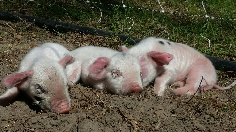 Sleeping piglets Piglets 2