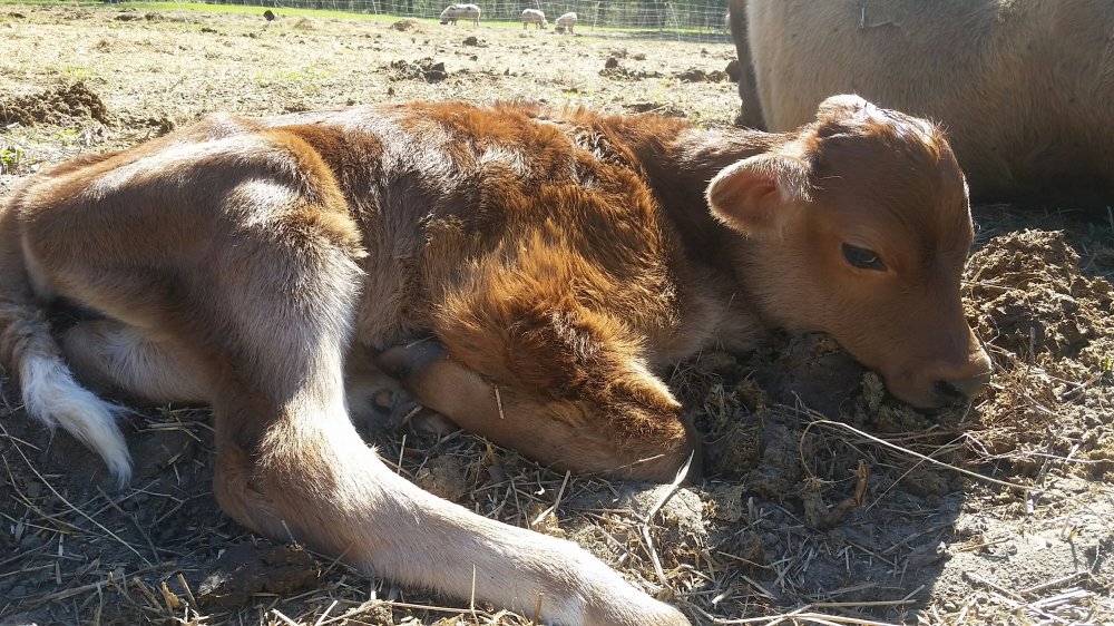 Calf Calf 2