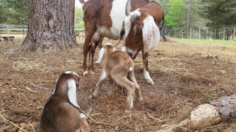 Crickets twin goats Goats 5