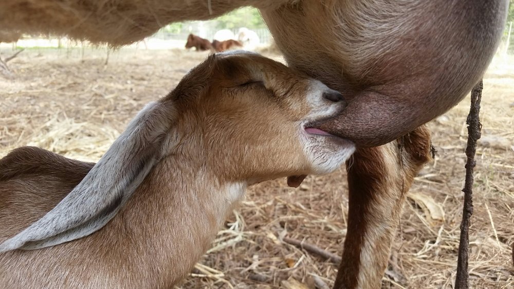 Nursing baby goat Goat 6