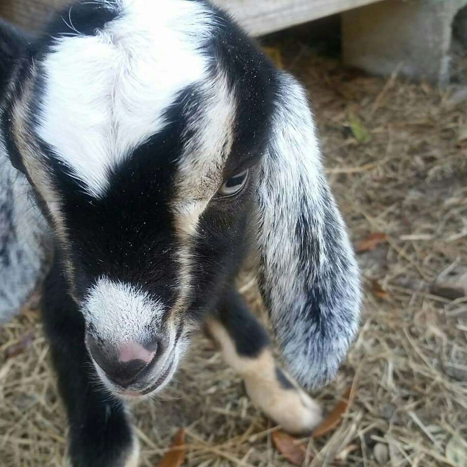 Goatling Goat 2
