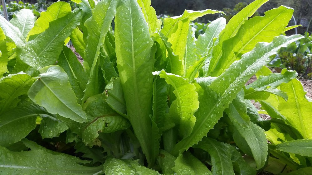 Sword Leaf Lettuce