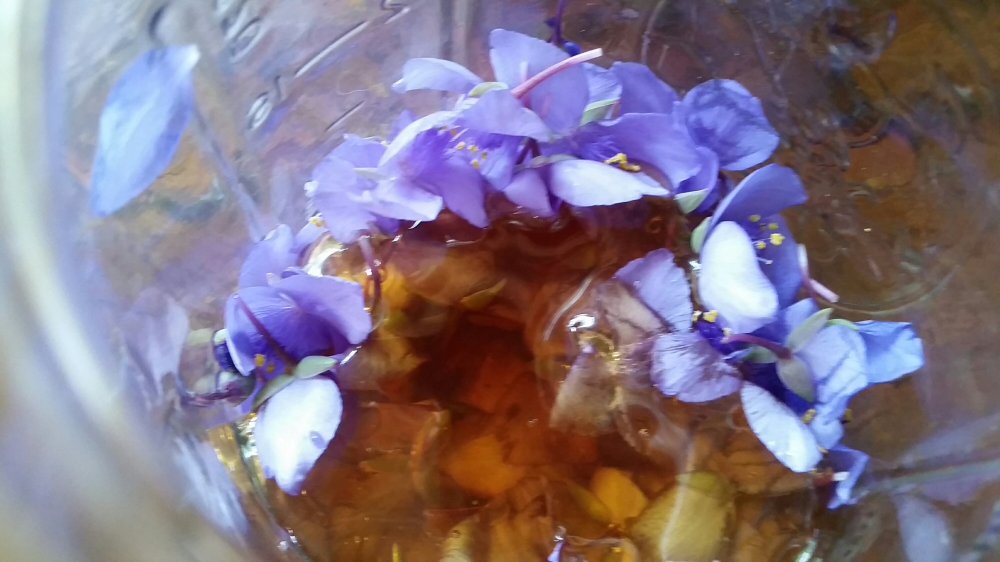 Spiderwort Soda 4