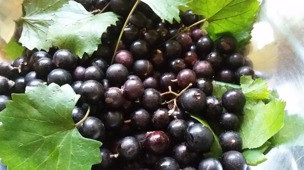 Wild Muscadines