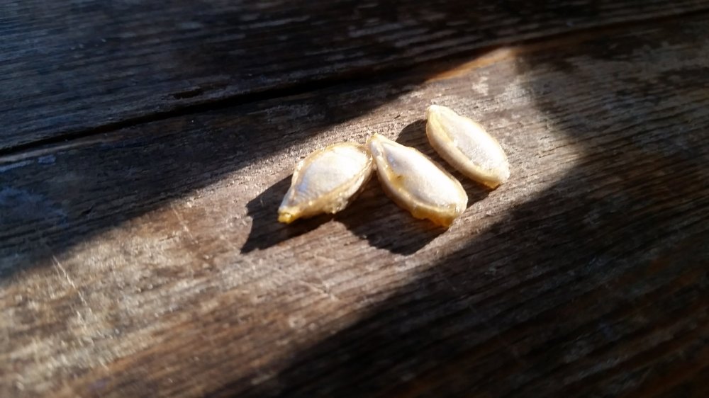 Pumpkin seeds