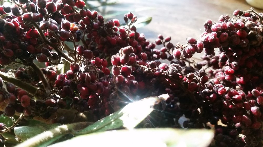 Sumac berries