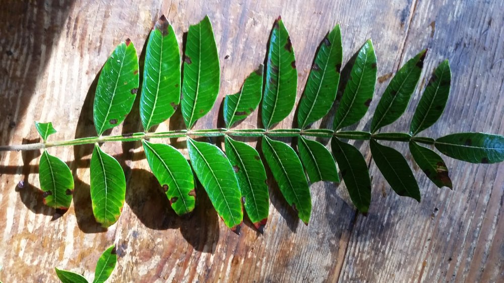 Winged sumac