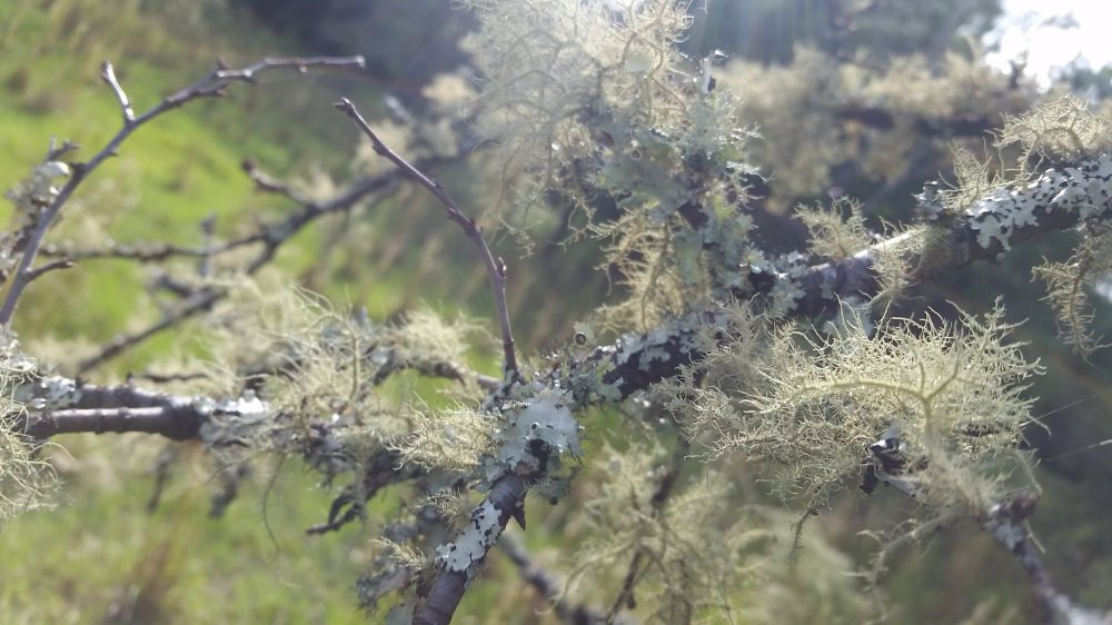 Branch with lichen