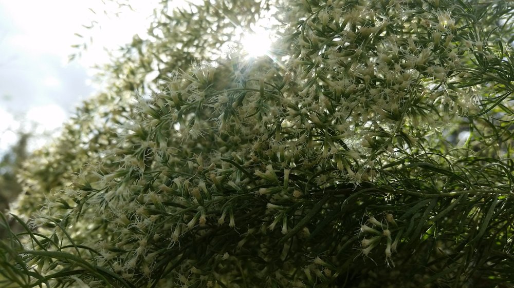 Flowering dog fennel