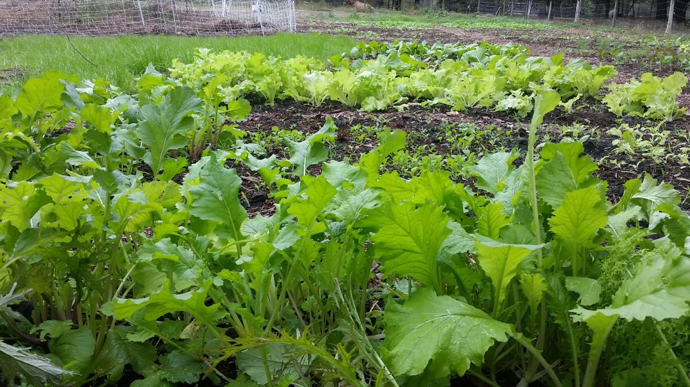 Mustard and cheese wraps 8