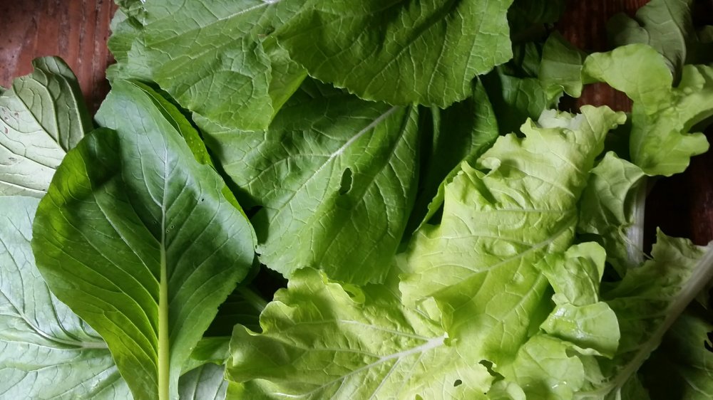 Mustard and cheese wraps 9