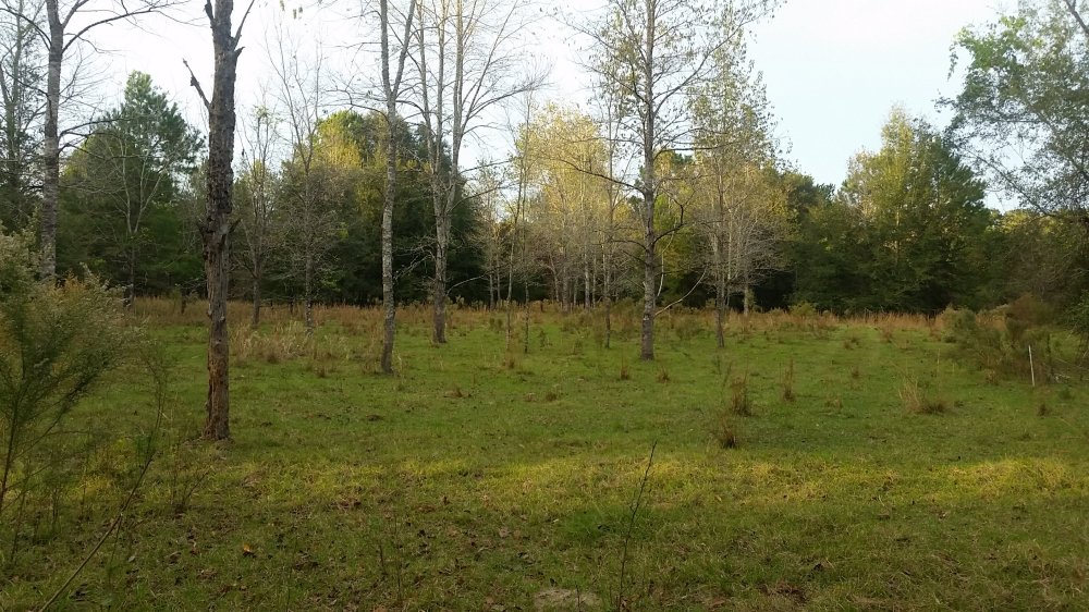 Mustard and cheese wraps 7