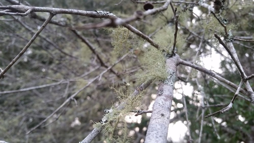 Mustard and cheese wraps 6