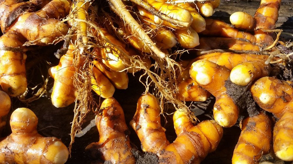Turmeric Turmeric roots