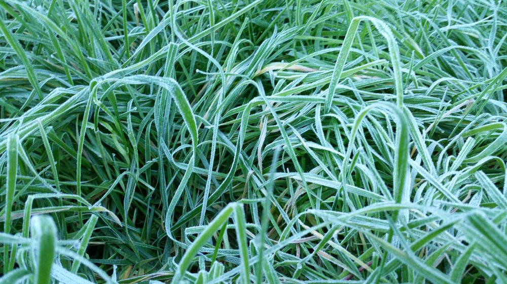 Turmeric-Coconut soup 1