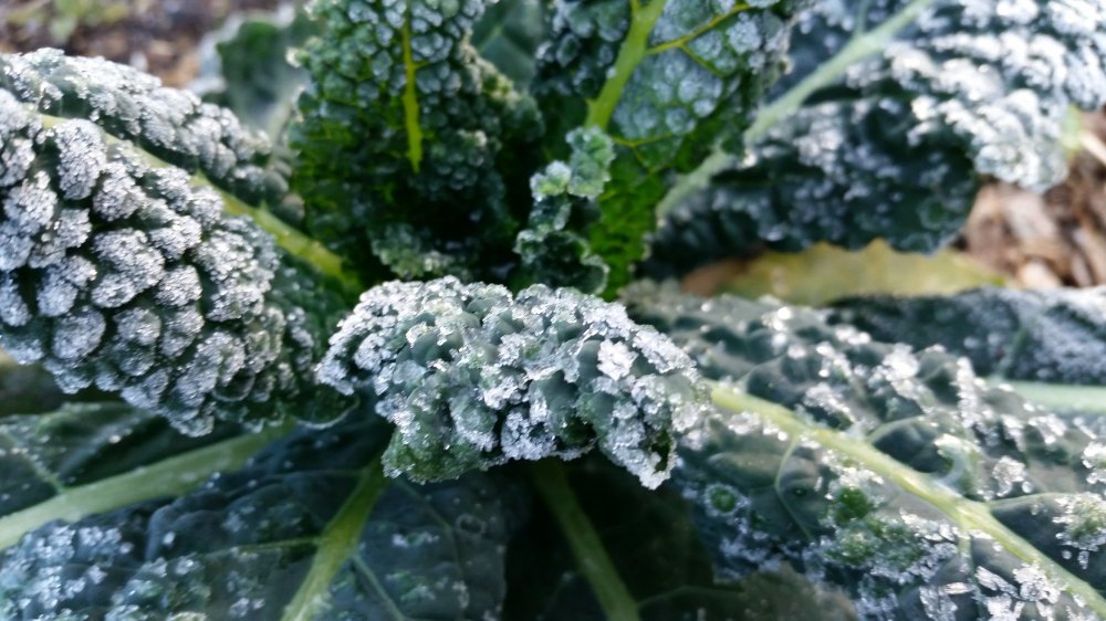 Frosted kale Kale with frost