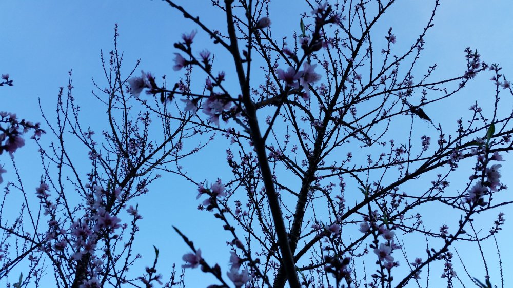 Peach flowers Peach tree
