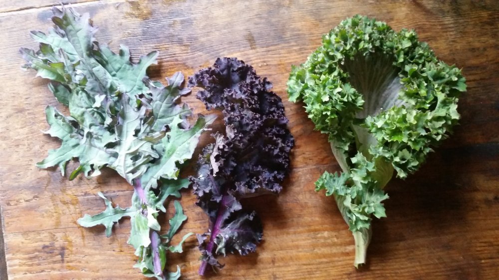 Kale varieties 2019 Kale salad 2