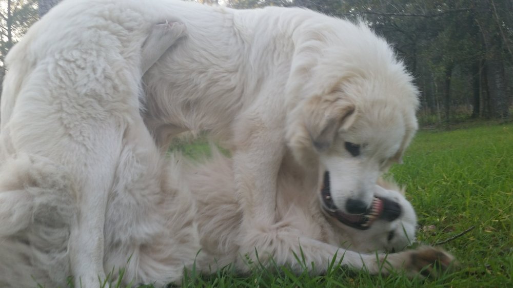 Great pyrenees Dogs 2
