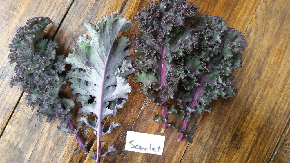 Scarlet Kale Scarlet Kale