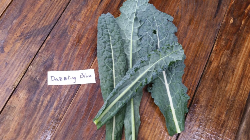 Dazzling Blue Kale Dazzling Blue Kale