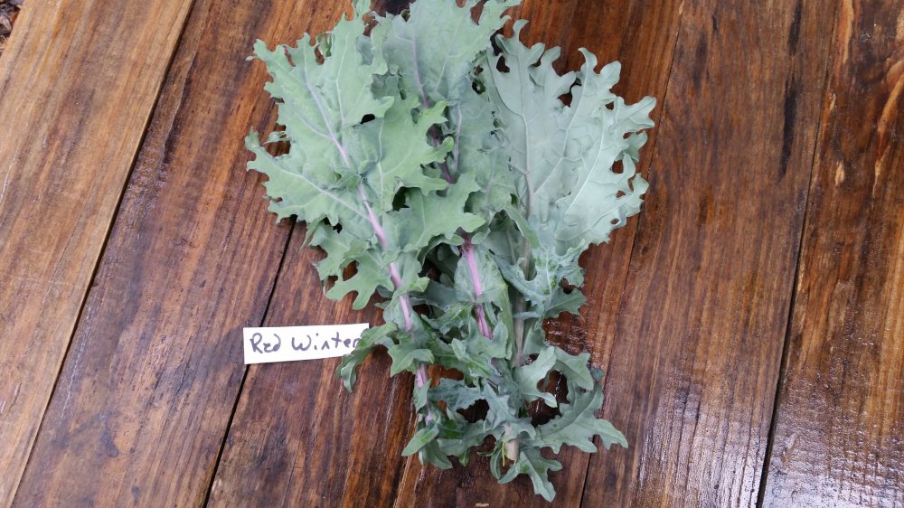 Red Winter Kale Red Winter Kale