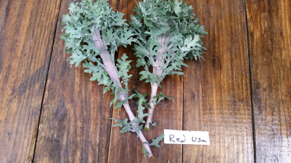 Red Usa kale Red Usa kale