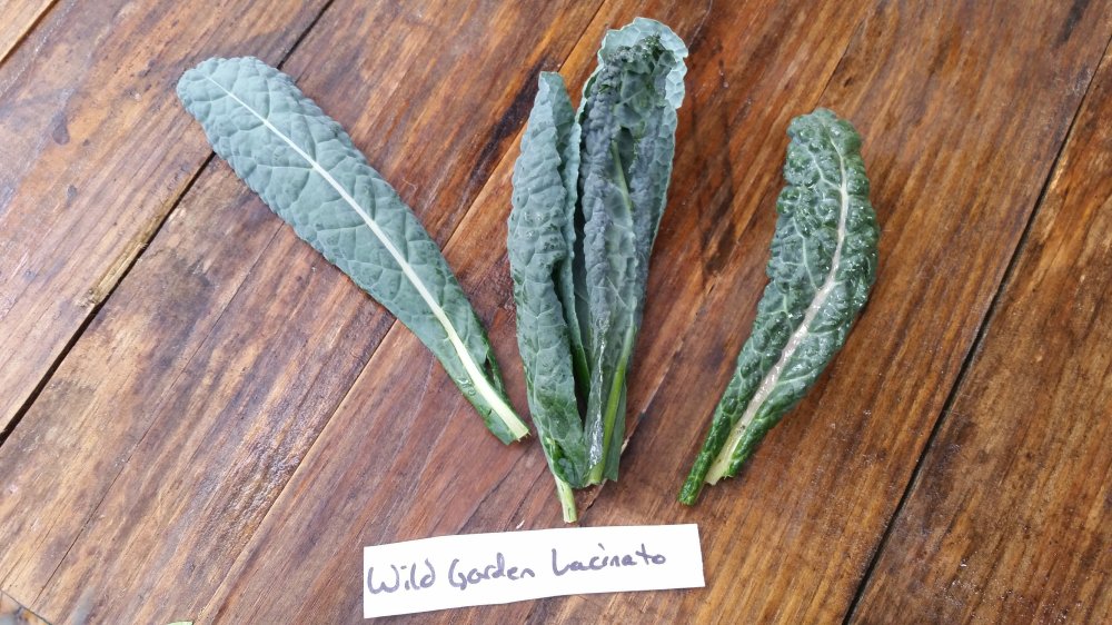 Wild Garden Lacinato Kale Wild Garden Lacinato Kale