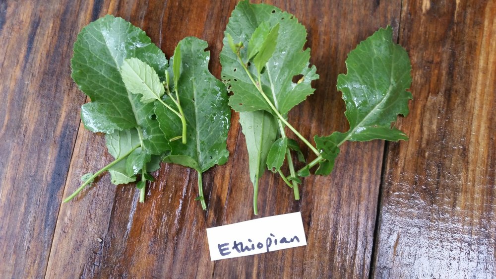 Ethiopian kale Ethiopian kale